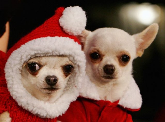 Cute dressed up dogs